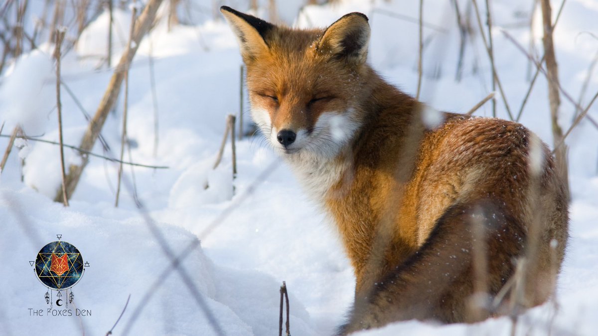 thefoxsdenhealz's tweet photo. What a sweet sleepy winter fox! https://t.co/48FahjPnal

#winterfox #winterphotography #wildlife #wildlifephotography #fox #foxes #foxphoto #foxphotos https://t.co/epQK338RYk