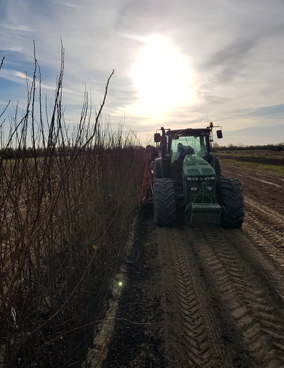 gradilis's tweet photo. Arrachage en cours de nos plants de Pruniers Américano-Japonais.

Quelle satisfaction de récolter le fruit d'une année de travail!

#Ceuxquifontlesplants juste avant #Ceuxquifontlesfruits https://t.co/tUNdOLI5gS