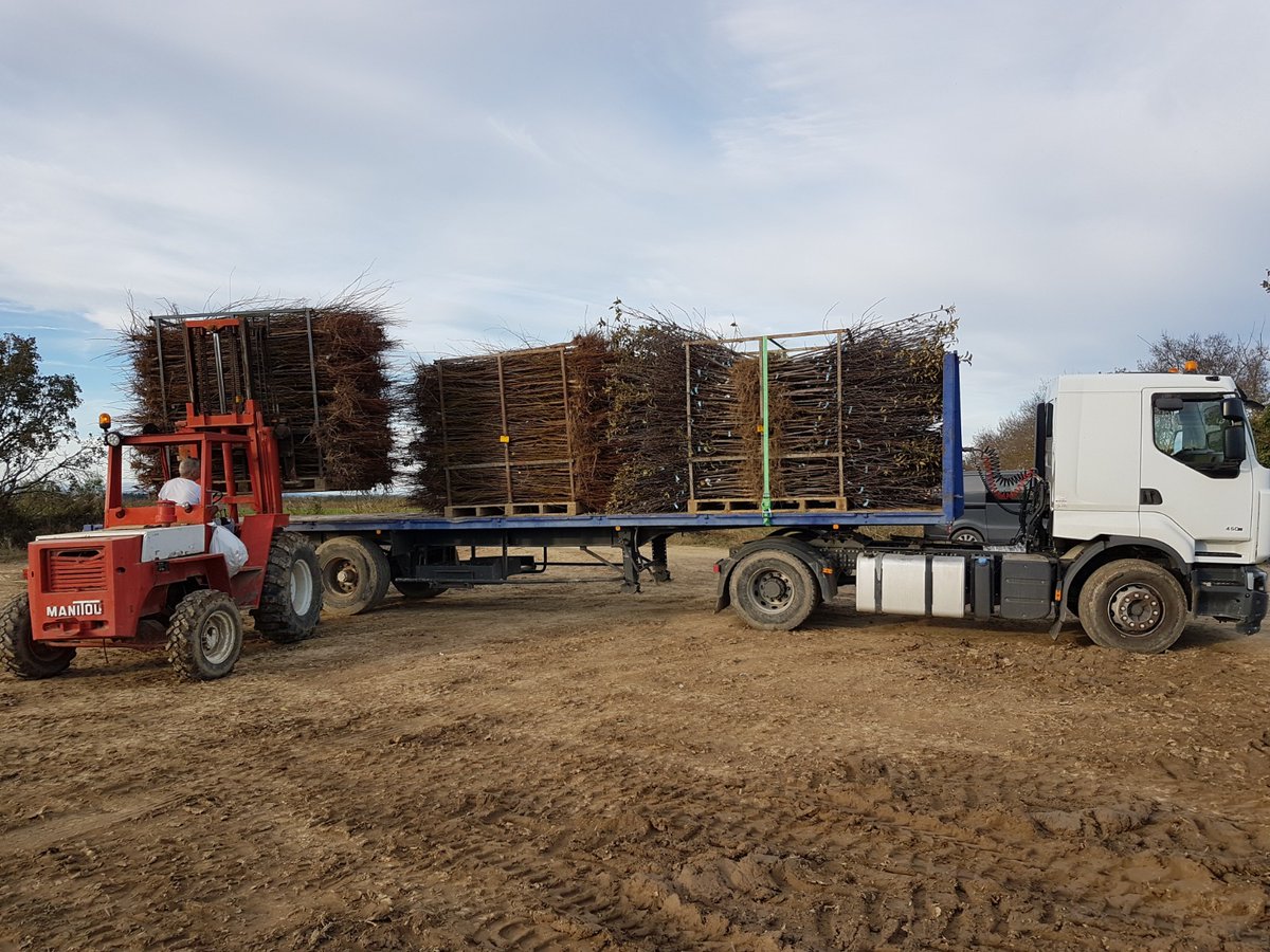 Arrachage en cours de nos plants de Pruniers Américano-Japonais.

Quelle satisfaction de récolter le fruit d'une année de travail!

#Ceuxquifontlesplants juste avant #Ceuxquifontlesfruits