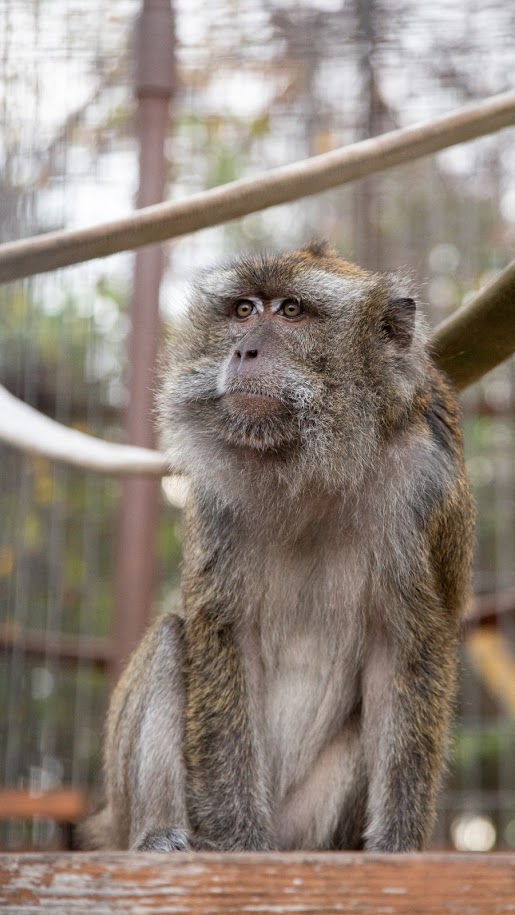 okprimates's tweet photo. Doesn't Lily have a most beautiful face? #tuesdayvibe #animalsanctuary https://t.co/uFZaiWLtmN
