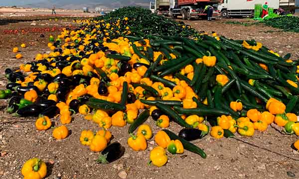 Khalatea's tweet photo. 📢Coexphal destruye #hortalizas #sinprecio en Almería🥒🍆🍅🌶️⚠️
https://t.co/ryeLV8Nxwi
      @Coexphal 
👉pepino cotizaba ayer a 0.16 € de media y el tomate liso a 0.14 €
⚠️Fuerte caída de precios de todos los productos hortofrutícolas activan todas las alarmas
#agricultura https://t.co/rshPNMQ1aY