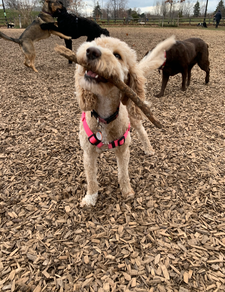 aheadof_thepack's tweet photo. “Can’t catch me, or take my stick 🐶” Daisy is fast when it comes to guarding her stick or running from other #Dogs!
#ThePack #DogWalker #Playtime #CatchMeIfYouCan #Puppy #GoldenDoodle #DoodleWorld #DogsRules #Cutie #Happy https://t.co/89LOLYK6Ep
