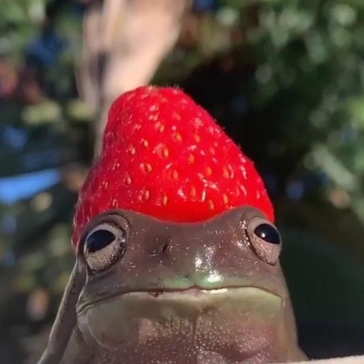 strawberry frog!