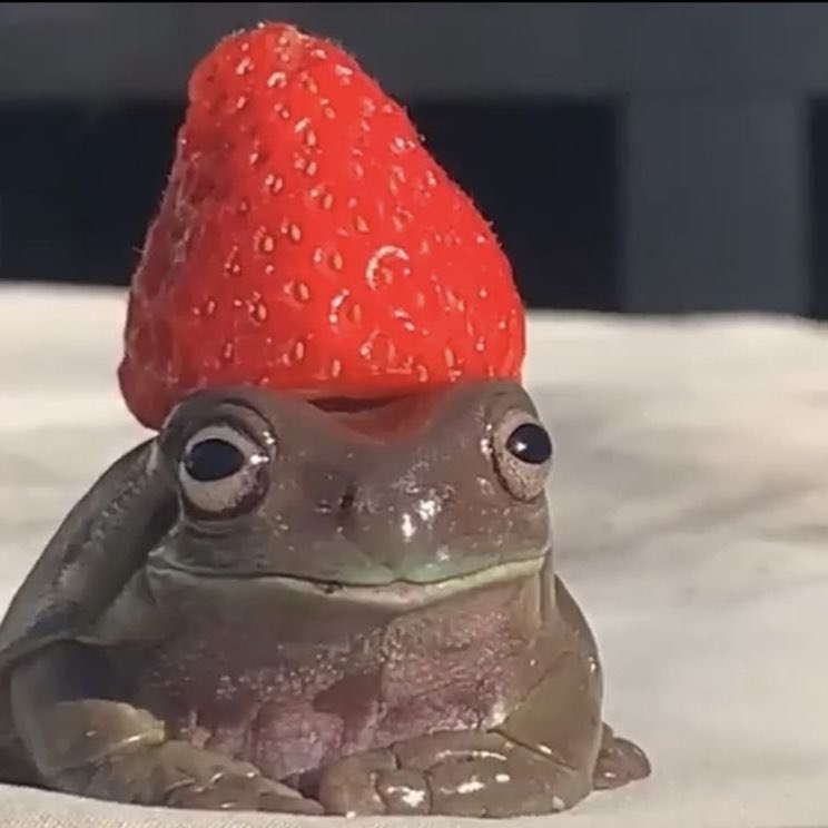 strawberry frog!