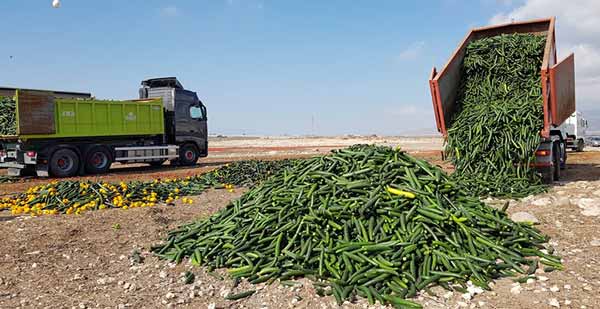 Khalatea's tweet photo. 📢Coexphal destruye #hortalizas #sinprecio en Almería🥒🍆🍅🌶️⚠️
https://t.co/ryeLV8Nxwi
      @Coexphal 
👉pepino cotizaba ayer a 0.16 € de media y el tomate liso a 0.14 €
⚠️Fuerte caída de precios de todos los productos hortofrutícolas activan todas las alarmas
#agricultura https://t.co/rshPNMQ1aY