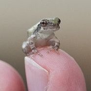 tiny frogs