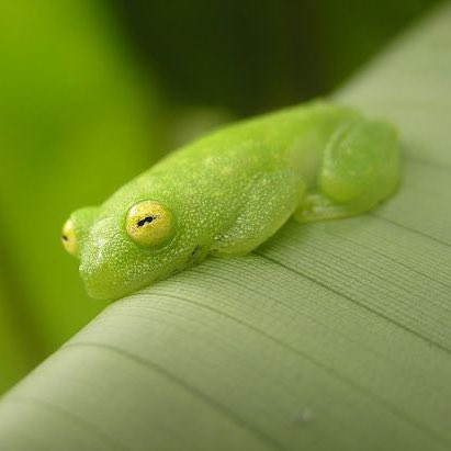 glass frogs