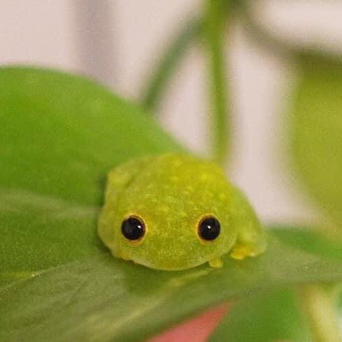 glass frogs