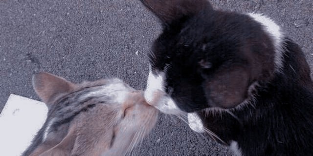 httpdattebayo's tweet image. ⠀⠀⠀𔘓 kuroken short au! 𔘓
ɪᴛ ɪs ʏᴏᴜʀ ʙɪʀᴛʜᴅᴀʏ, ᴛᴇsᴛᴜʀᴏᴜ!

No primeiro ano morando sozinho as frustrações dos seus antigos aniversários ainda acompanhavam Kuroo, só não contava que, Kenma planejava uma comemoração disposto a dar um novo significado a data.