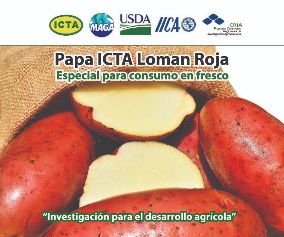 ICTAGuate's tweet photo. Durante las jornadas de transferencia productores de papa, técnicos y extensionistas, conocieron nuevas variedades de papa a liberarse #ICTAPalestina #ICTALomanRoja con apoyo del #ProgramaCRIA @IICAGuatemala @USDA @MagaGuatemala https://t.co/4kB4JelJGy
