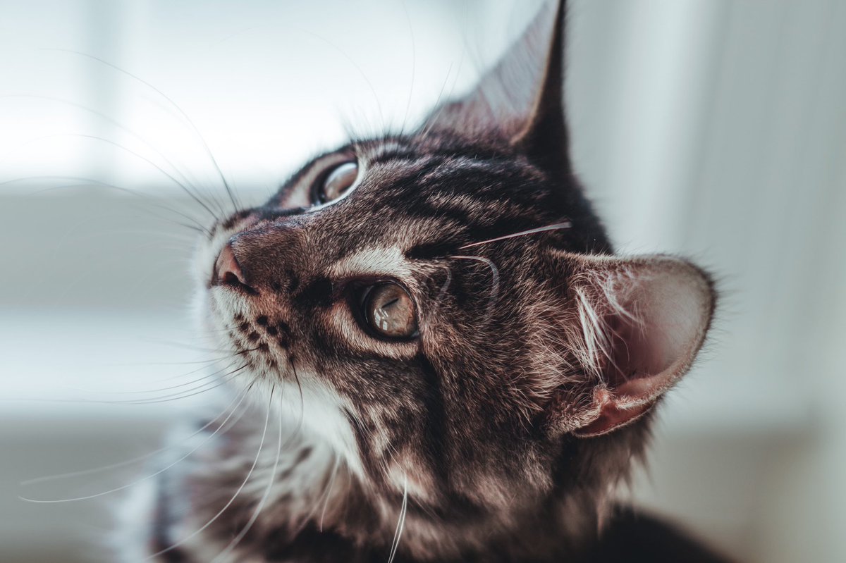 MarvinSydney's tweet photo. Snoots and toe beans 
#kittens #cat #animals #pets #photography #petphotography #northcarolina https://t.co/rTcSJf6PQ5