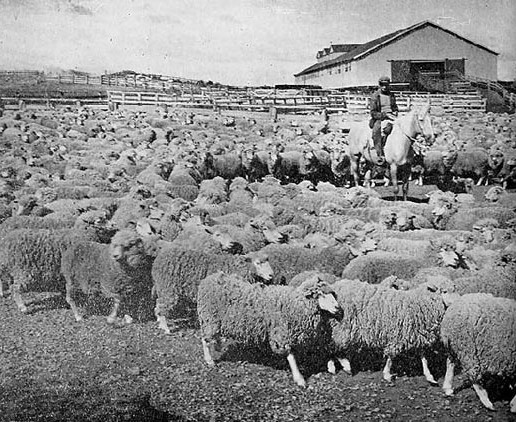 4/7 The Society for the Exploitation of Tierra del Fuego was an Anglo-Chilean company that set up huge sheep farms on the island from the end of the 19th C. They struggled to find suitable sheep & shepherds. Many NZers were recruited. The company's head was a NZer, Alick Cameron.