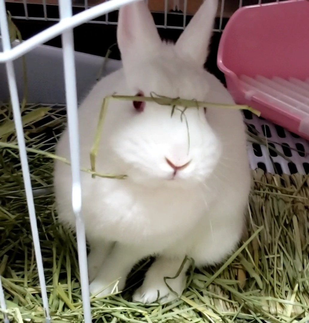 めるちゃんとまろちゃん 何回みてもかわいい 親バカw メガネかけてるの 笑わせようとしてるでしょw 笑える画像 うさぎの画像 かわいいうさぎ かわいすぎる ほっこり ウケる うさぎ Bunny Cute T Co 6ryjmqafio Twitter