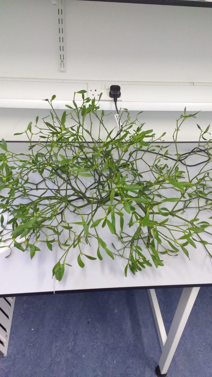MLHart_'s tweet photo. Socially distanced under the mistletoe. Collecting this big genome beauty for #darwintreelife #rbgescience. Thanks to #ScotModern https://t.co/bKWNLwIEHu