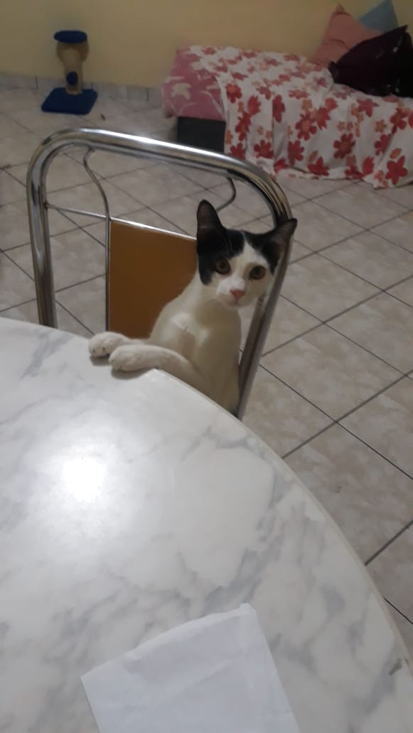 GomidesTales's tweet photo. Boa Noite, cadê o jantar Tales  ? https://t.co/UKvKHcvn4L