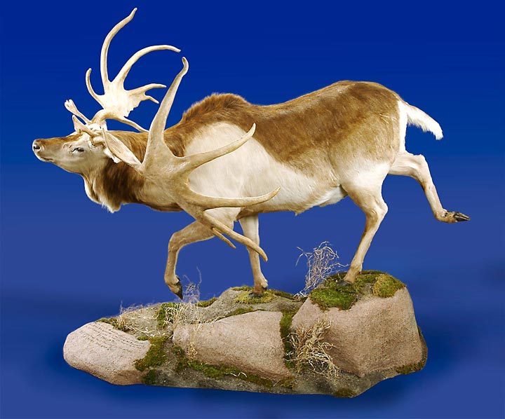 Guthrie also depicted them with a light head and neck and dark body, which has subsequently been reused as standard but isn’t rooted in any sort of evidence. Instead, the art may suggest an alternating pattern from the few marked individuals available, similar to reindeer again.