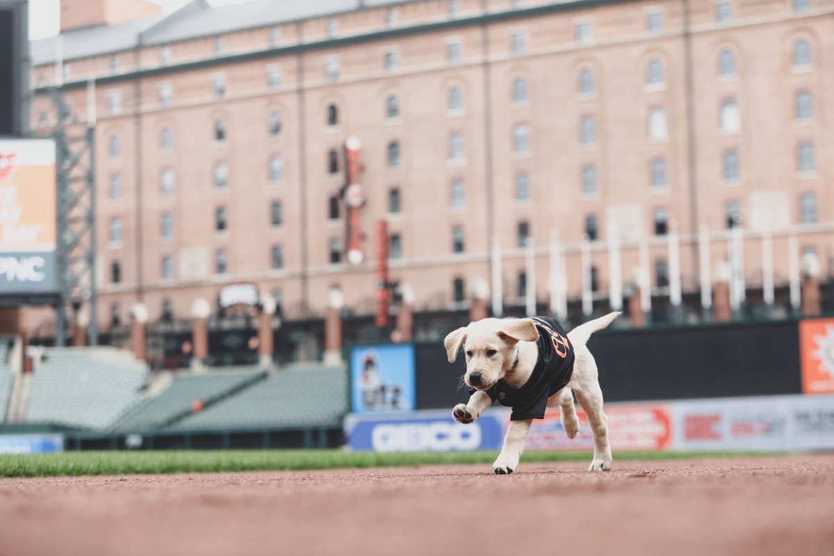 Orioles's tweet photo. 𝘽𝙍𝙀𝘼𝙆𝙄𝙉𝙂: We just thought you should see this. https://t.co/Uy7XIxeJxt