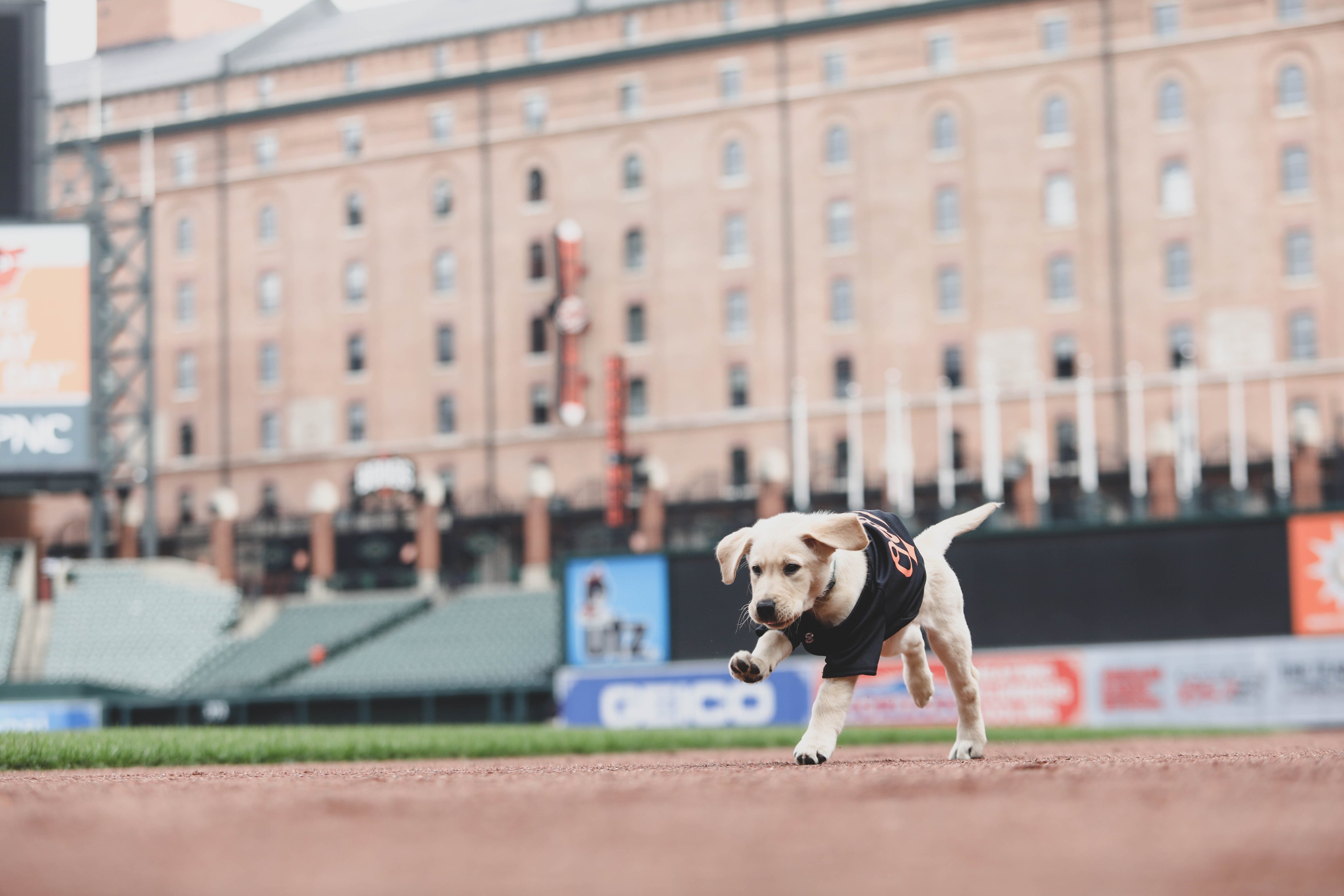 Baltimore Orioles on X: Vibe check 😤  / X