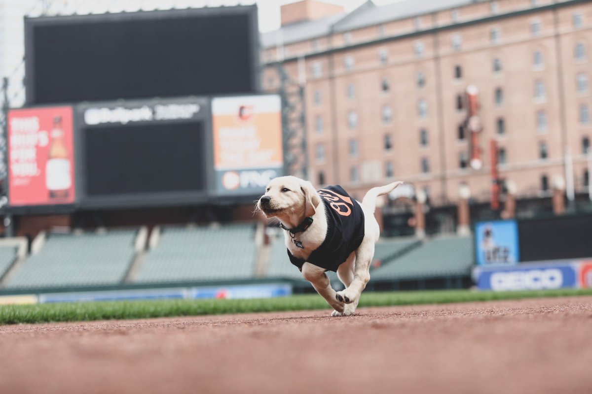 Orioles's tweet photo. 𝘽𝙍𝙀𝘼𝙆𝙄𝙉𝙂: We just thought you should see this. https://t.co/Uy7XIxeJxt