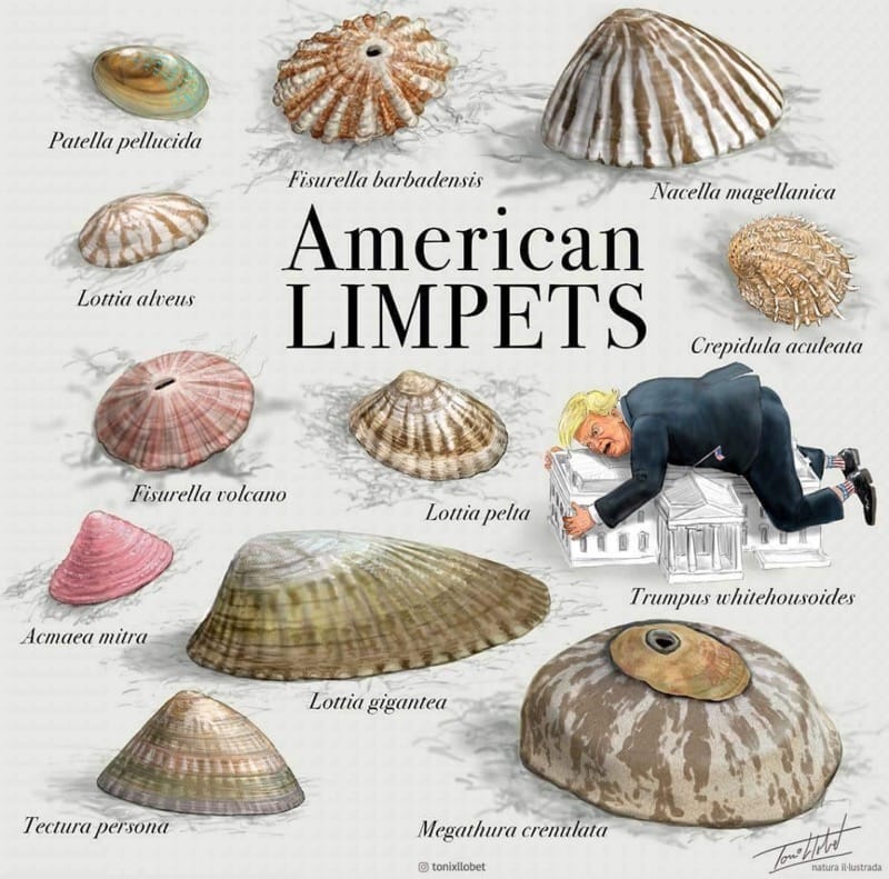 Meaning limpet