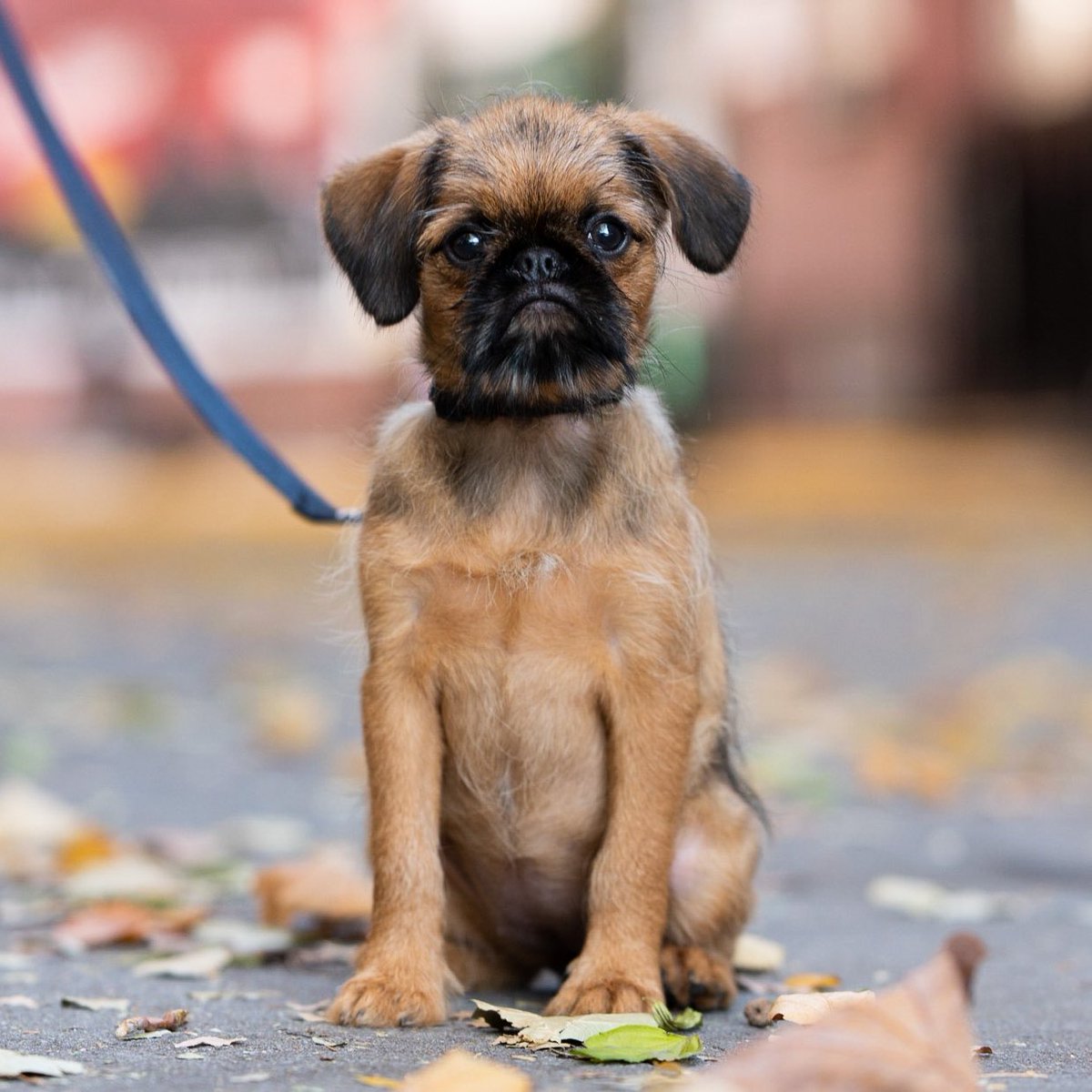 thedogist's tweet photo. Luna, Brussels Griffon (10 w/o), NYC • “This is her first day in the city – her second walk. Her mom is at work so I have her on Facebook Live. This is my girlfriend’s first non-fish type of pet. She’s like, ‘I just want to quit my job and stay home’. I took the week off.” https://t.co/5vkx3HucsV
