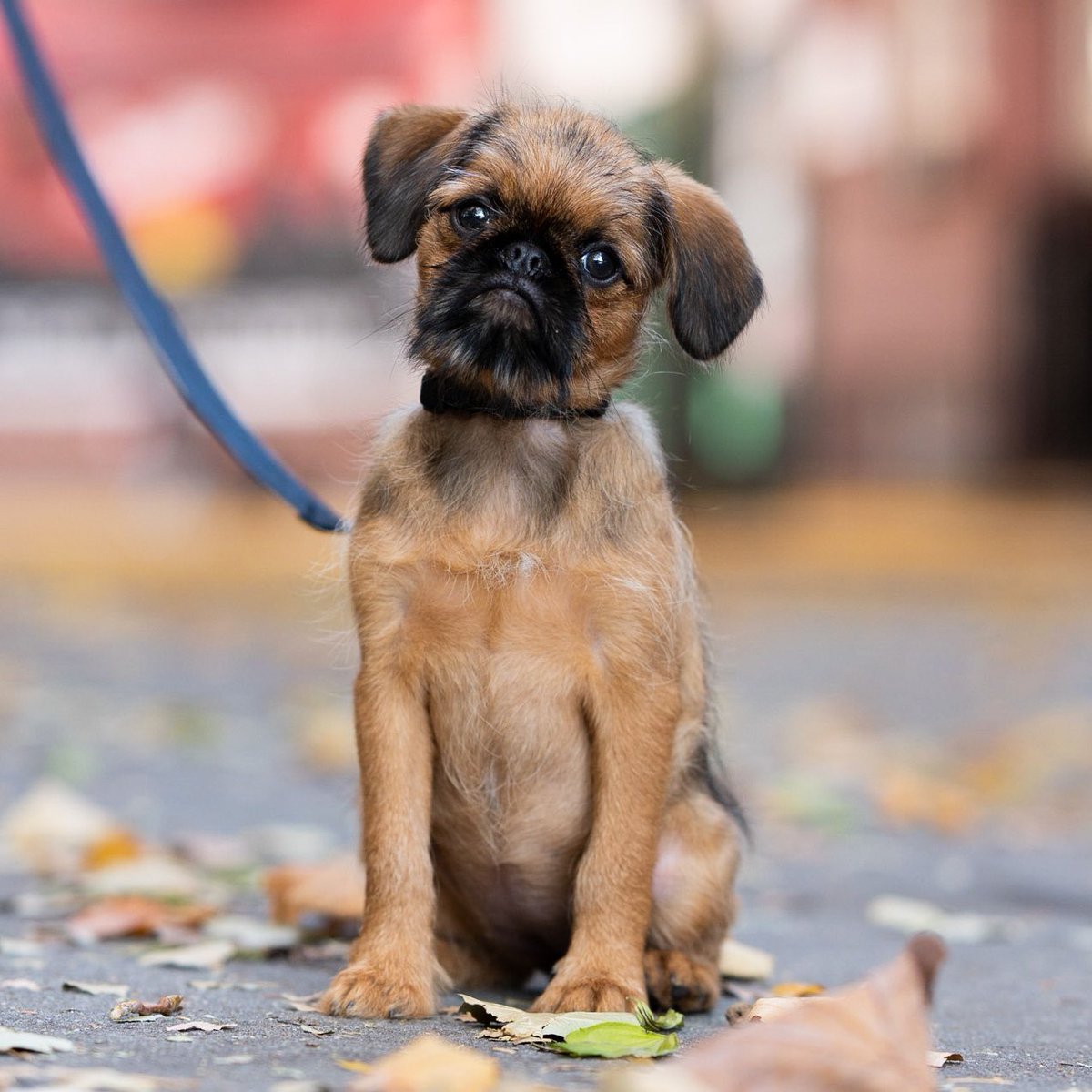 thedogist's tweet photo. Luna, Brussels Griffon (10 w/o), NYC • “This is her first day in the city – her second walk. Her mom is at work so I have her on Facebook Live. This is my girlfriend’s first non-fish type of pet. She’s like, ‘I just want to quit my job and stay home’. I took the week off.” https://t.co/5vkx3HucsV