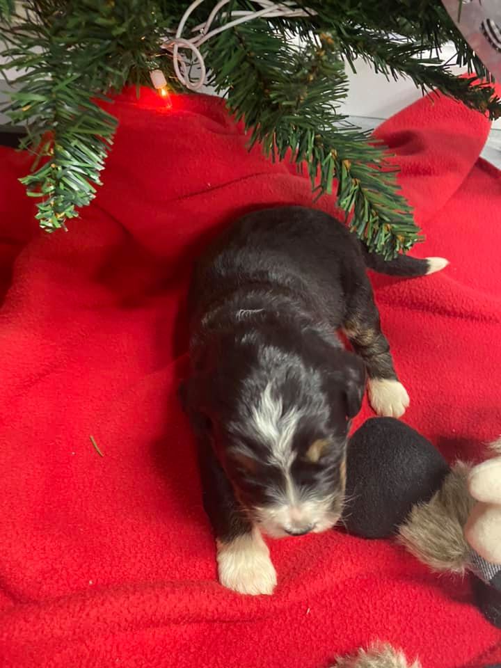 F1 STANDARD BERNEDOODLES LOOKING FOR LOTS OF LOVE.. #indianabernedoodle #indianabernedoodles  bernedoodleminis.com