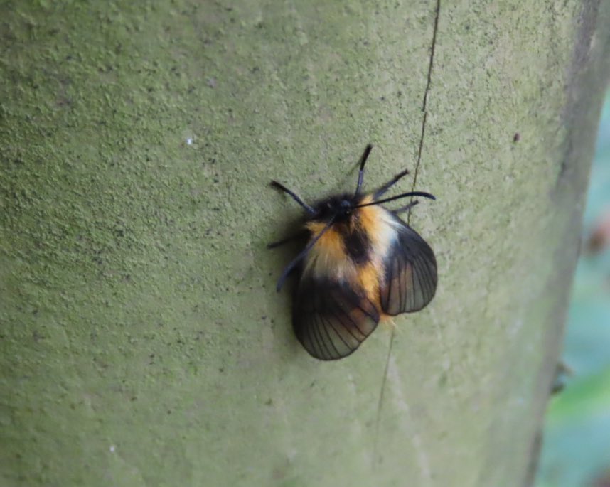 ミノウスバ Twitter Search Twitter