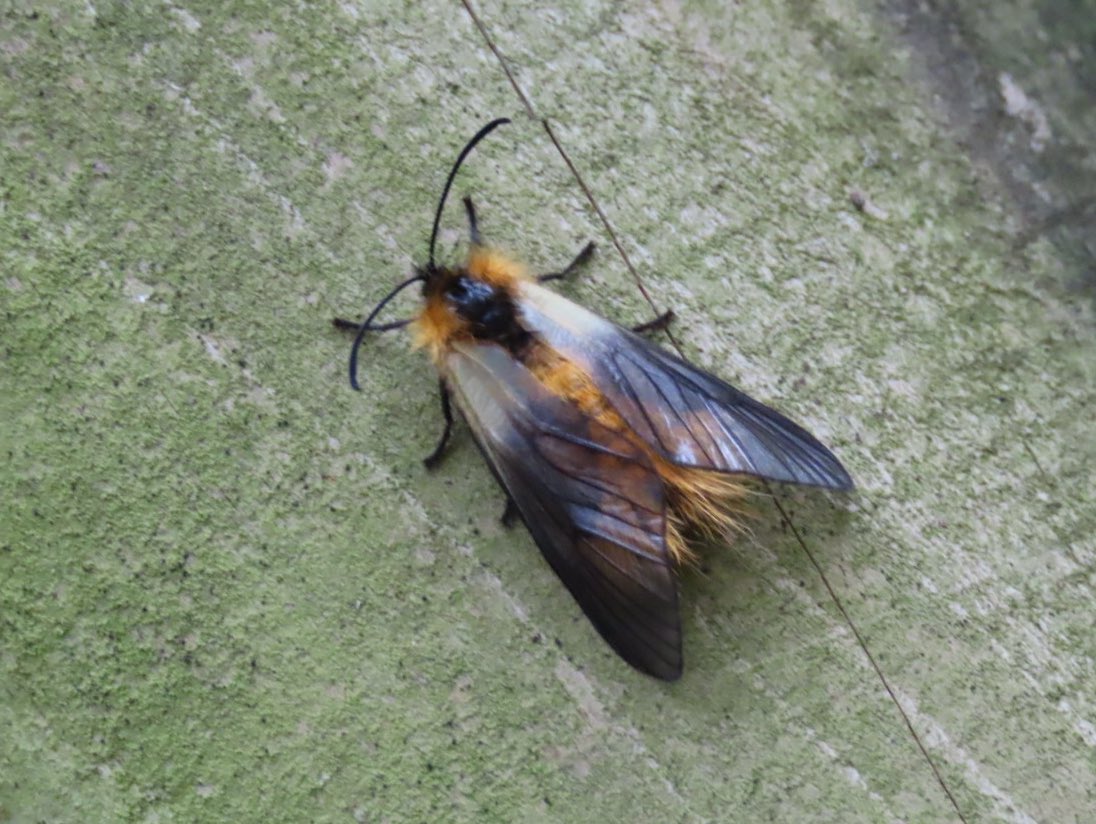 ミノウスバ Twitter Search Twitter