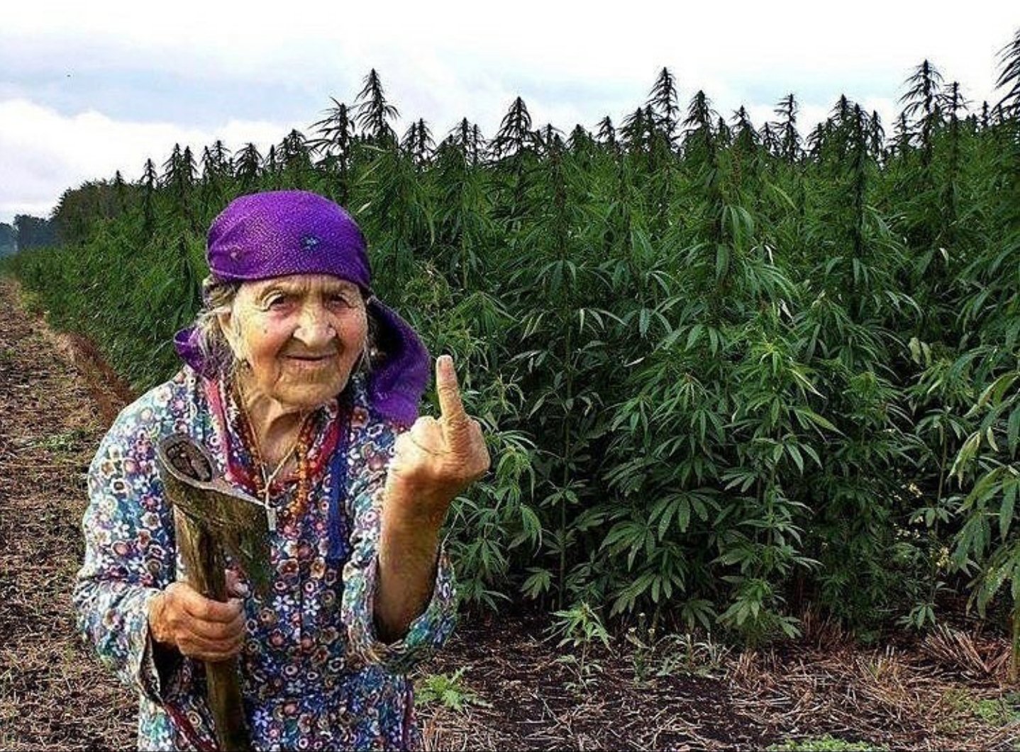 Конопля приколы