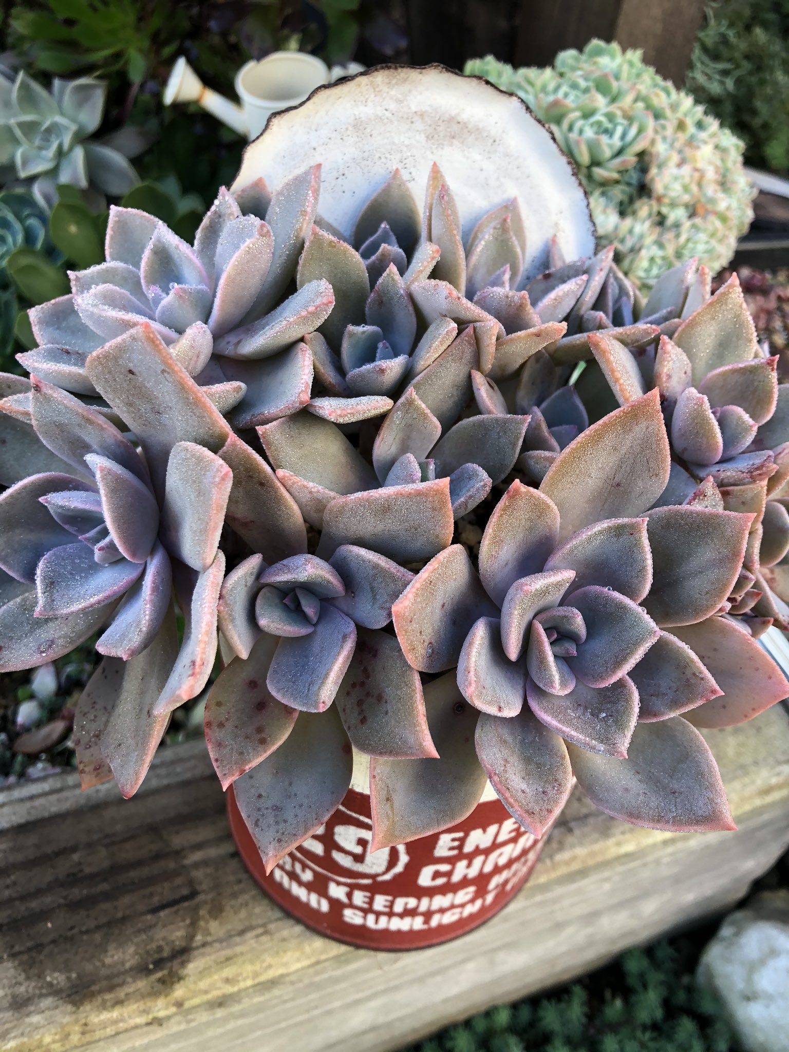 多肉植物 初恋 ５カット | tspea.org