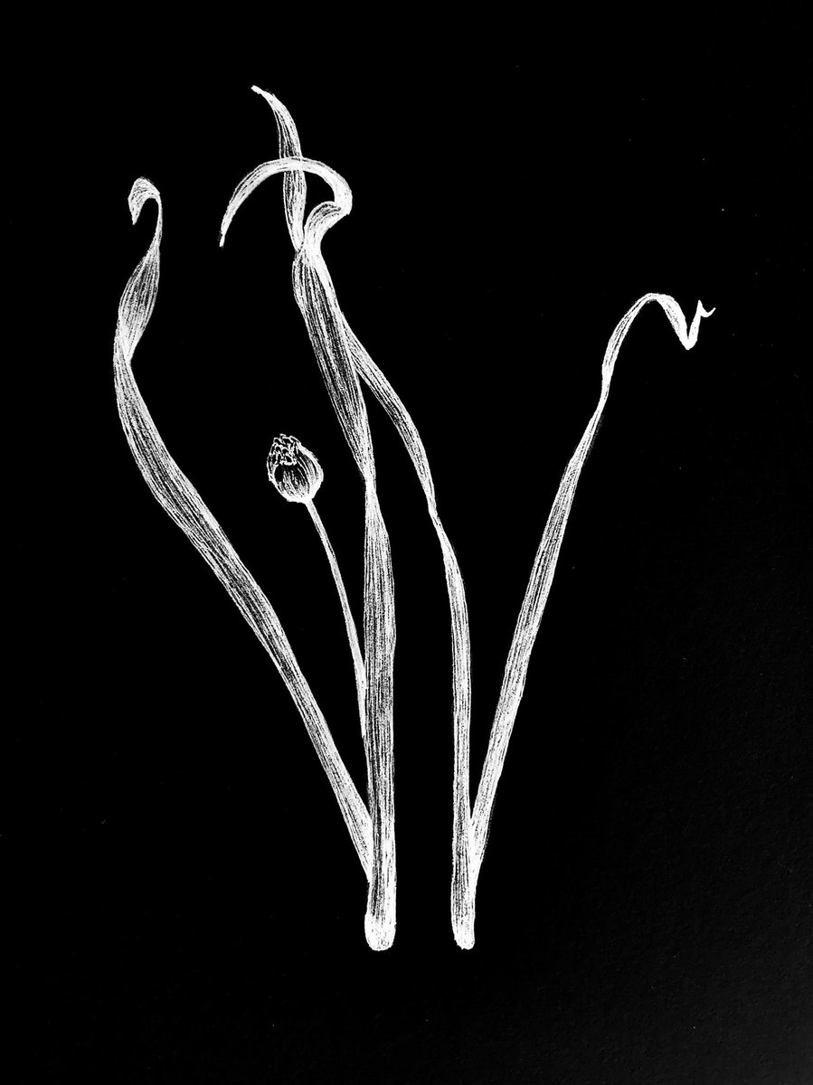 Poets, find another place to dig in and root yourself with Allium ... Submit! And bloom🖤 Thanks to nature artist, Sarah Bartlett, for the gorgeous illustration!