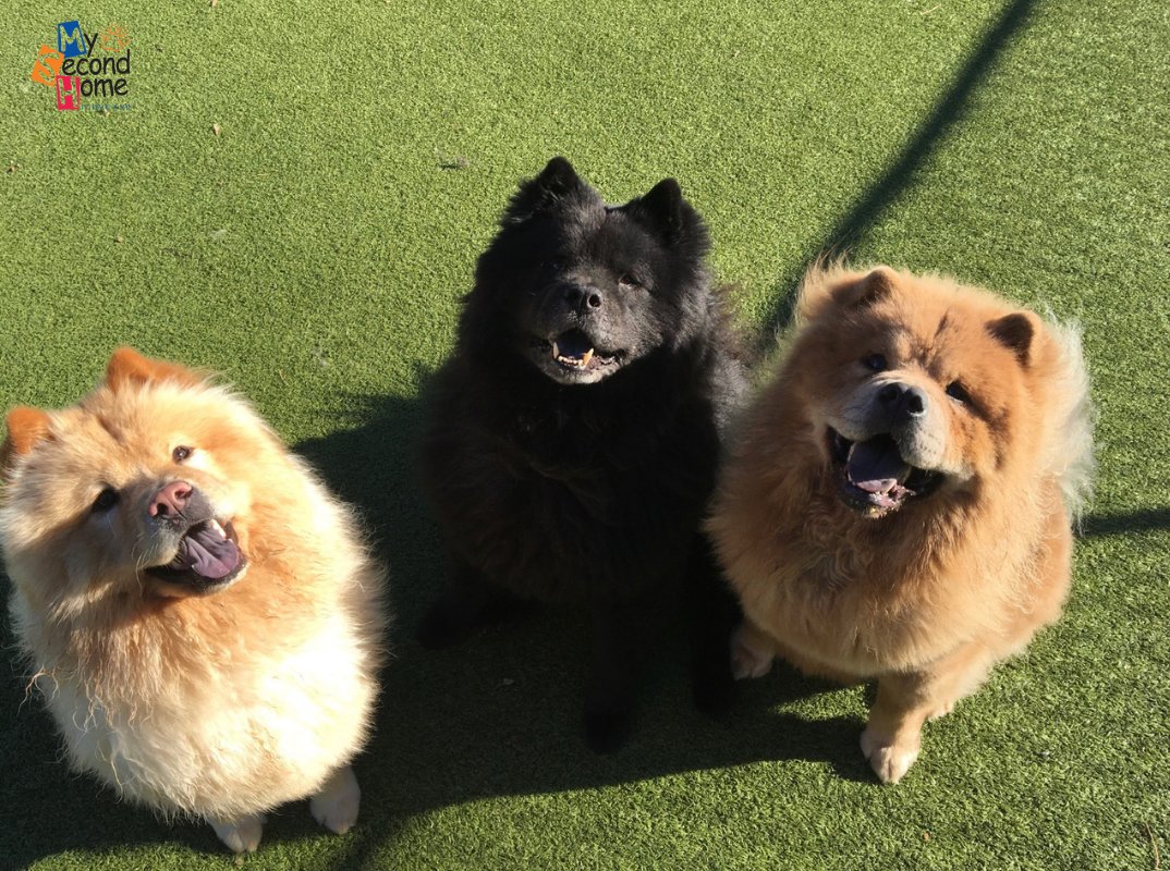 MySecondHomePet's tweet photo. It's a Chow party here at MSH! https://t.co/MgertRhA8D