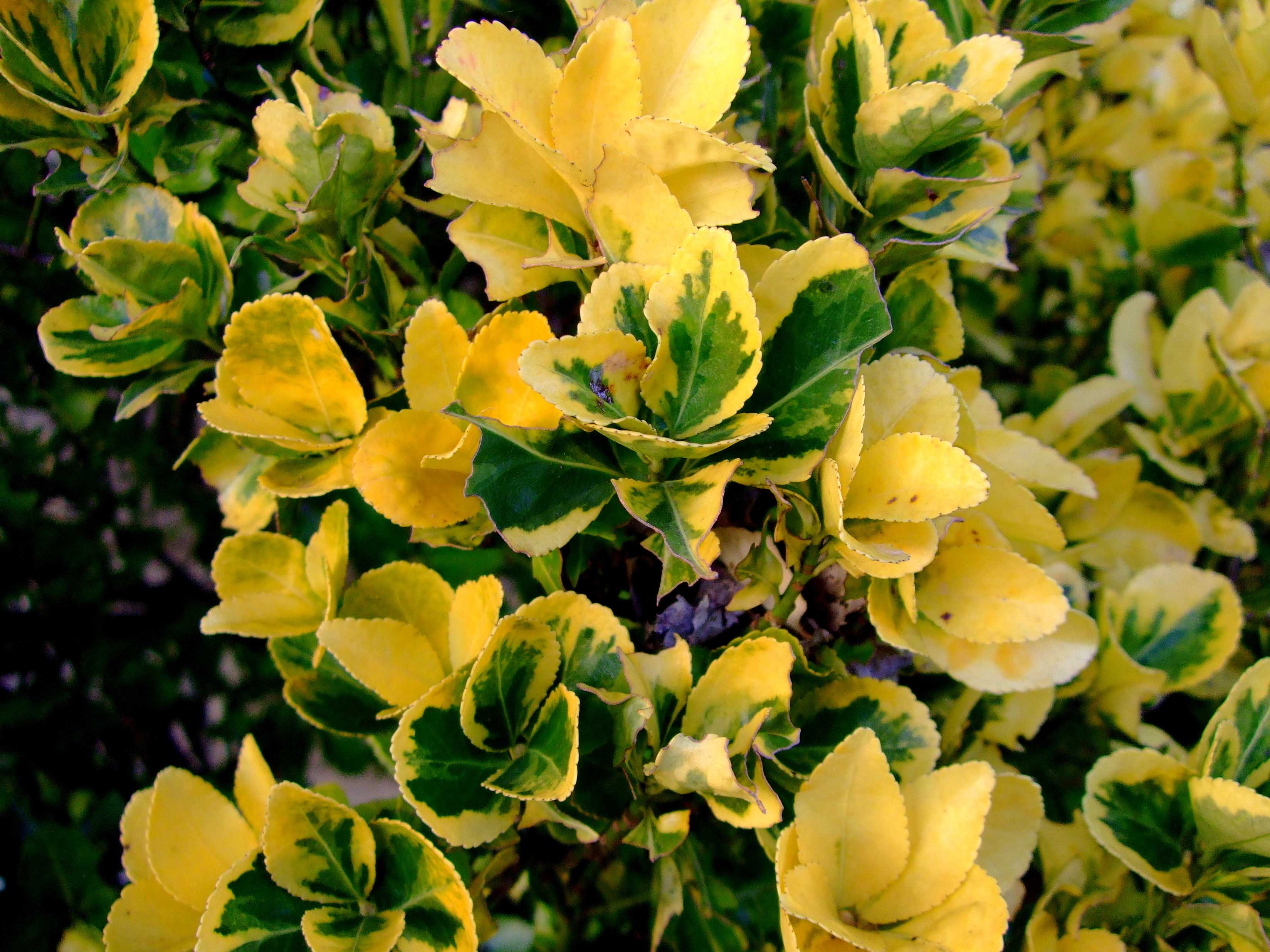 爽楽 75 年11月18日 水 おはようございます 平凡な一日でありますように Love Your Neighbor Yet Pull Not Down Your Hedge 隣人を愛せよ されど垣根を取り払う事なかれ 花言葉 厚遇 花期でなくてすみません マサキ 柾
