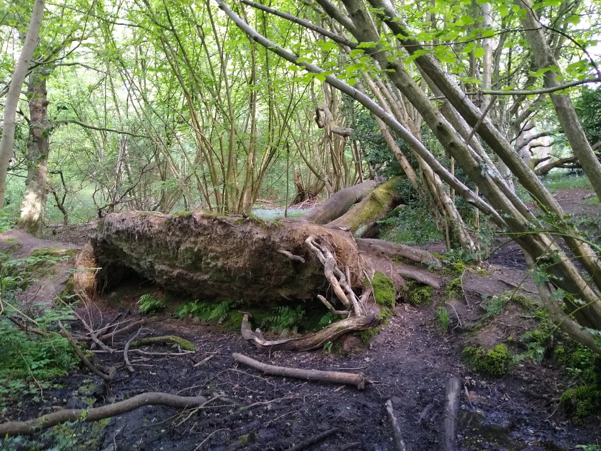 Next, two huge oaks in Shotover Park that toppled over together, created a creek where their roots used to be, and are still alive and growing years later