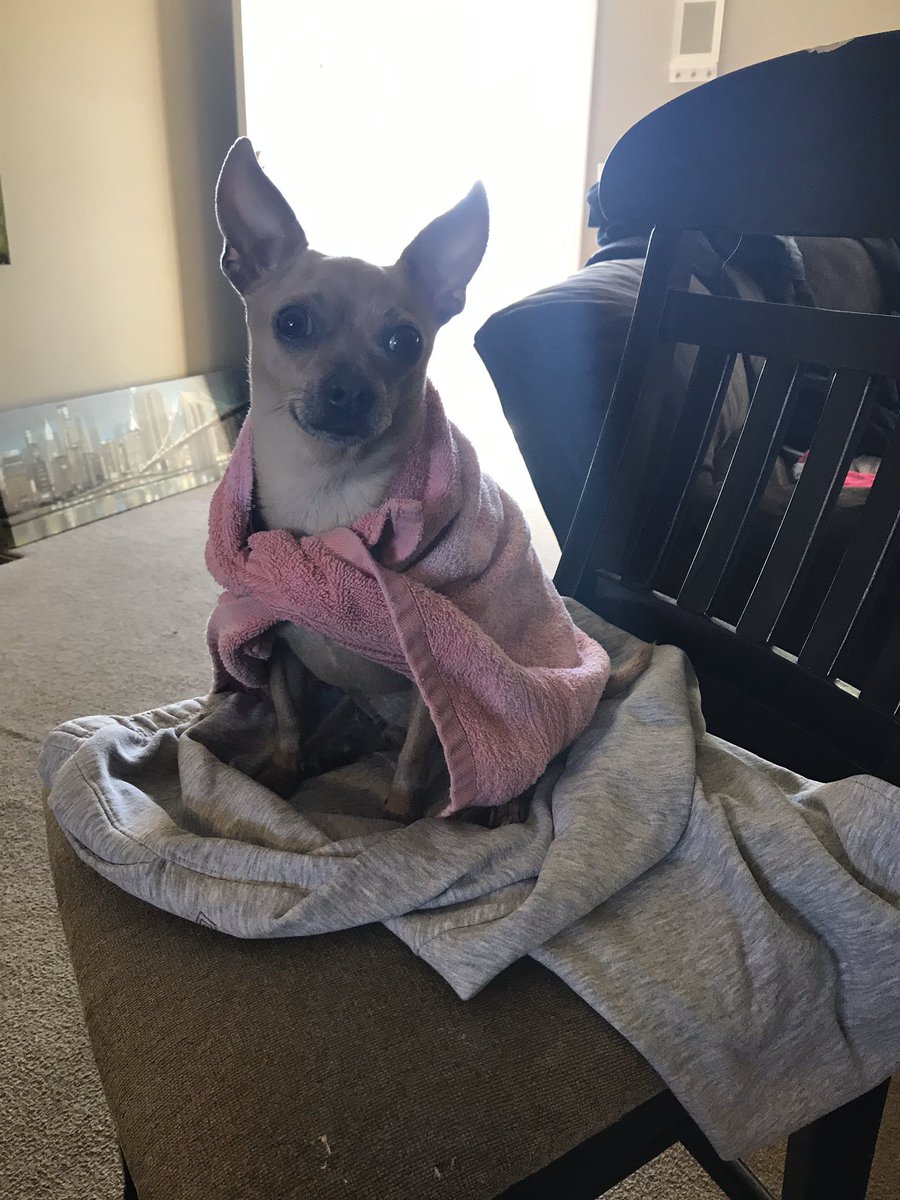 Meidas_Yay's tweet photo. The call me #SuperPooch. I will #SaveTheWorld. #ThatDogYay #Cuteness #SweetThing #Bestie #Loveable #Adorable #Protective #IAmLoved follow and get #Happy https://t.co/ylFqDTA0ta
