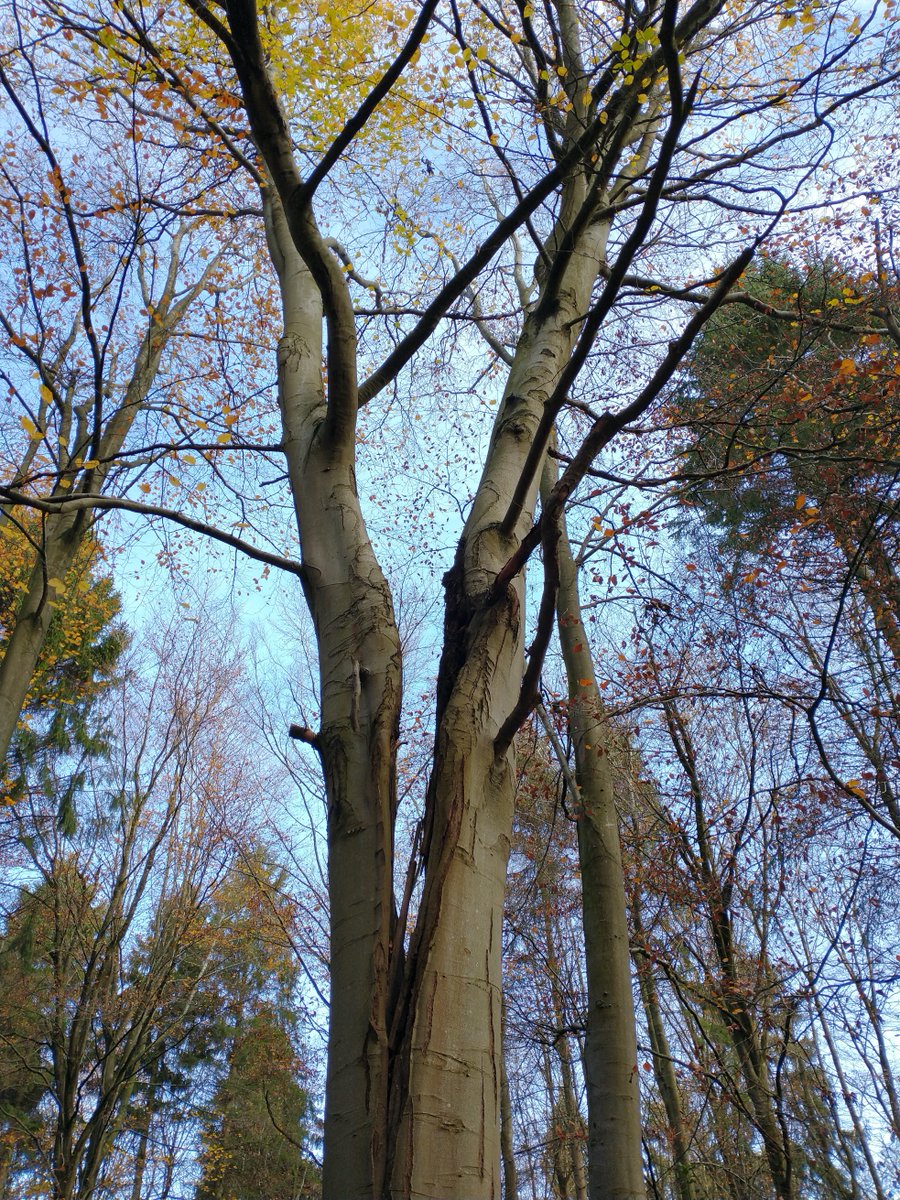 An old oak in Shotover Park and a beech in Wytham Woods, both split down the middle but very happily growing anyway