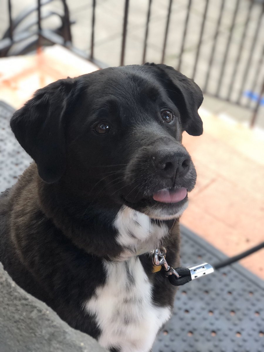 MyDogsCafe's tweet photo. We will see you Wednesday from 12-5 pm on the patio and out takeout order window. #hamont #lockestreet #openpatio #takeout #dogtreatstoo #dressforfall https://t.co/sOJfYpTF7H