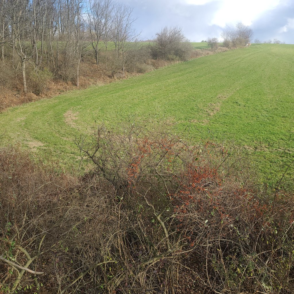 Hcoregeneration's tweet photo. Dads on a rare solo hunt and he gets to pull the trigger. Hopefully he can get a birthday buck with the Tenpoint Turbo. https://t.co/ILwoIN8HWN