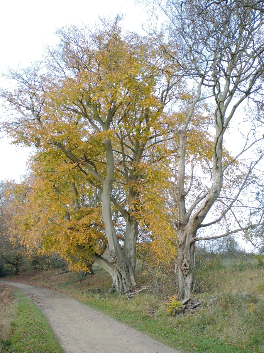Some gnarly old beeches in  @WythamWoods