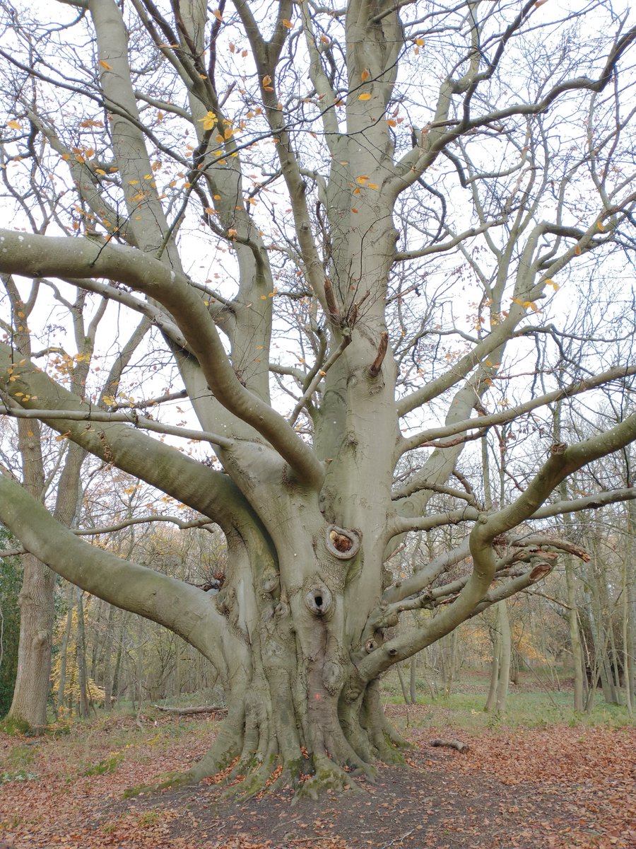 Some gnarly old beeches in  @WythamWoods