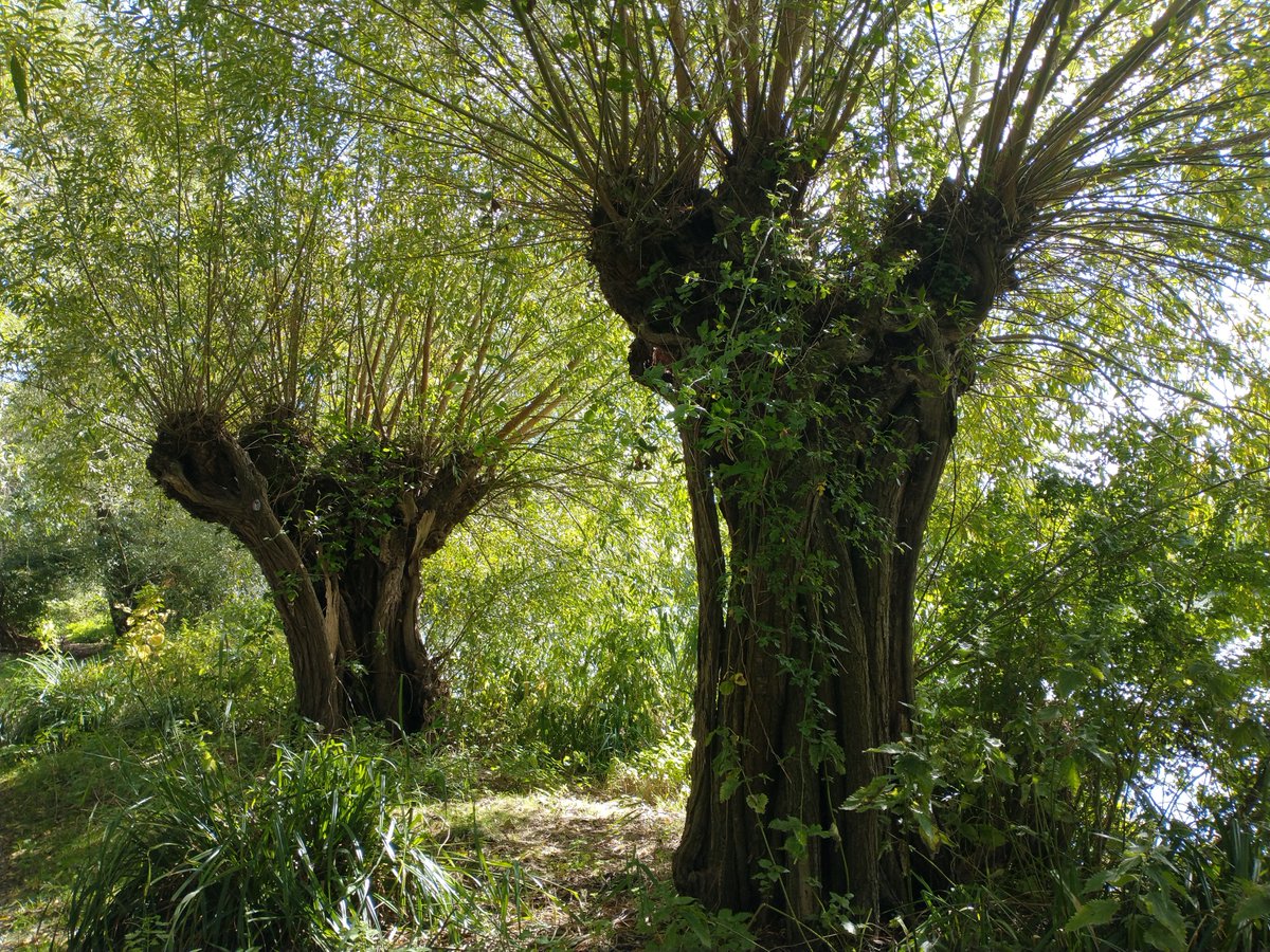 And more funky willows, this time at Aston's Eyot