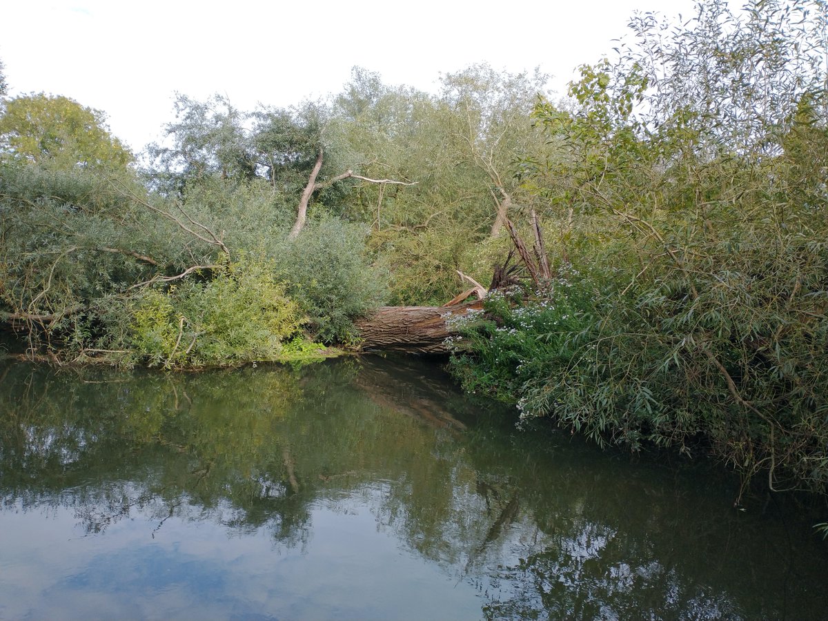 The fallen willow across the Cherwell at Music Meadow. Horizontal, but still going strong.