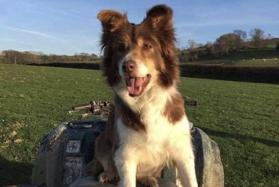 Missing since last night, From Betws tn Rhos area. Nan our old sheep dog. Please could you keep on eye out for her plus she cannot hear very much 😭 thank you Xx

#BetwsynRhos #Dolwen #Moelfre #Abergele #Conwy #farmdog #missingcollie