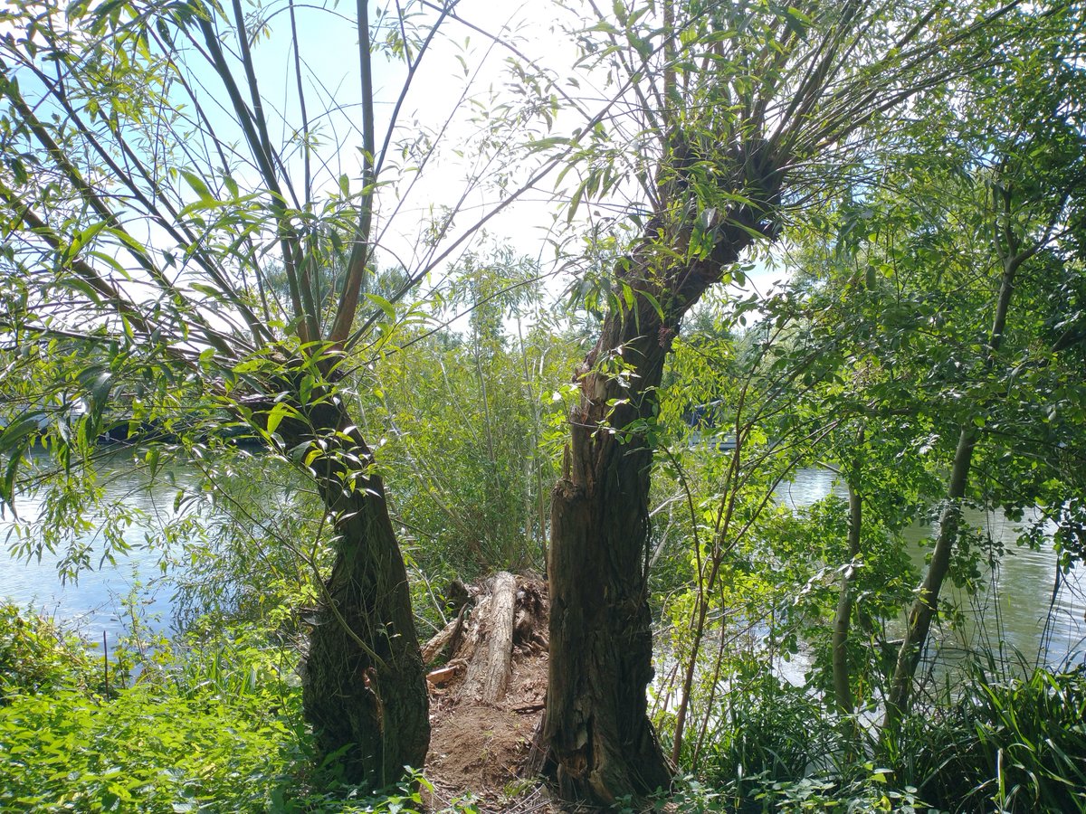 And more funky willows, this time at Aston's Eyot