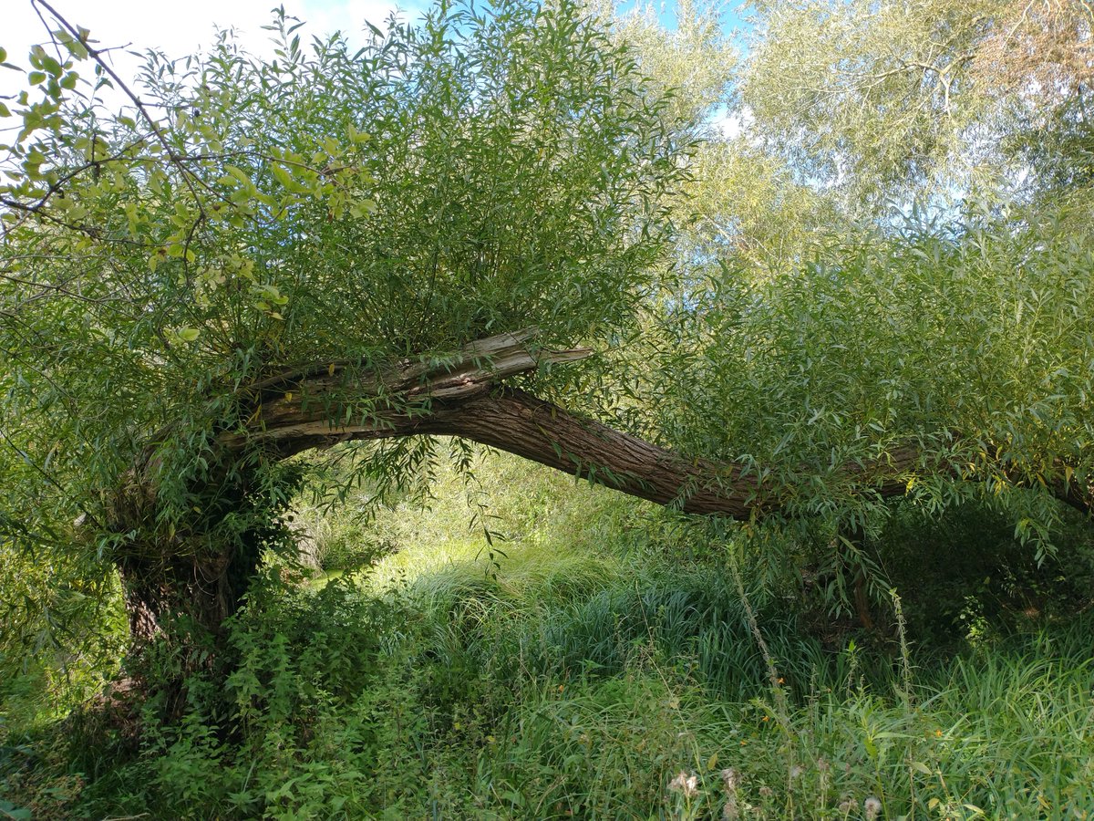 And more funky willows, this time at Aston's Eyot