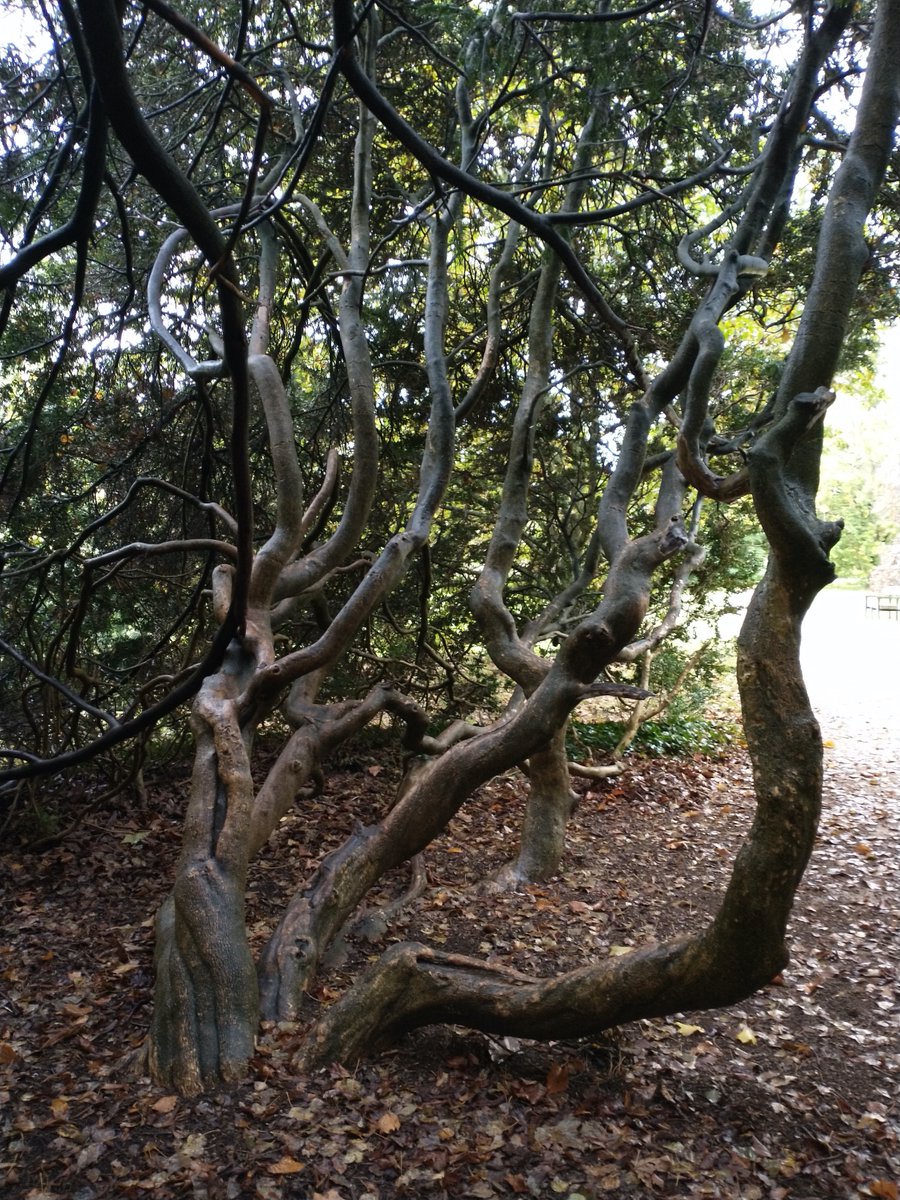 A craggy old yew in University Parks