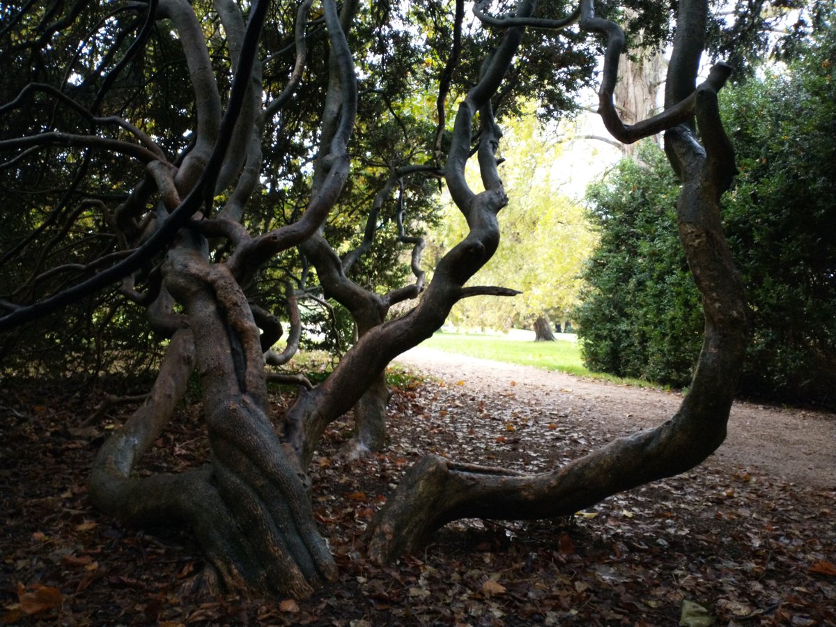 A craggy old yew in University Parks