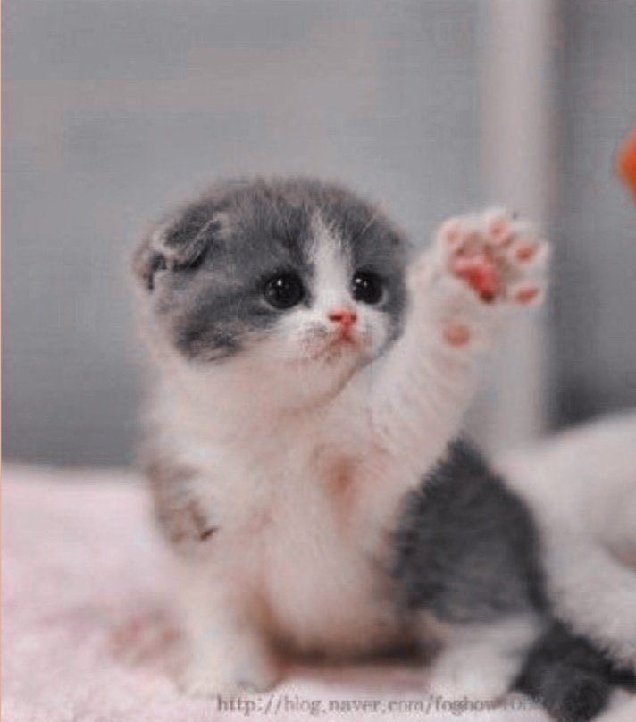 David Tennant as cats [a cute thread]