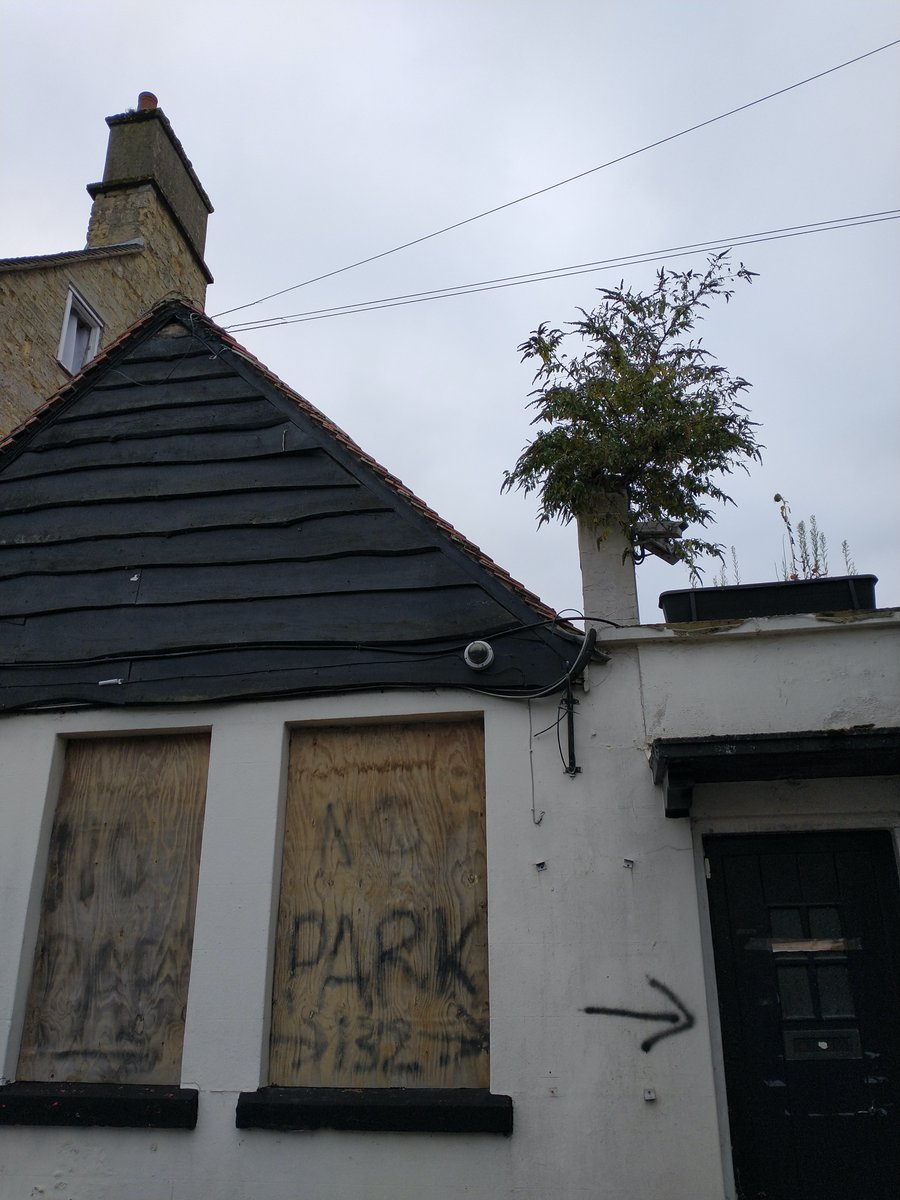 Not really a tree, but respect to the buddleja growing from the chimney of this abandoned pub